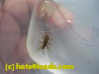 /home//u458753944/public_html/sourcegallery/////////Insects and small critters/stoneflies (Plecoptera)/DSCN6158.JPG